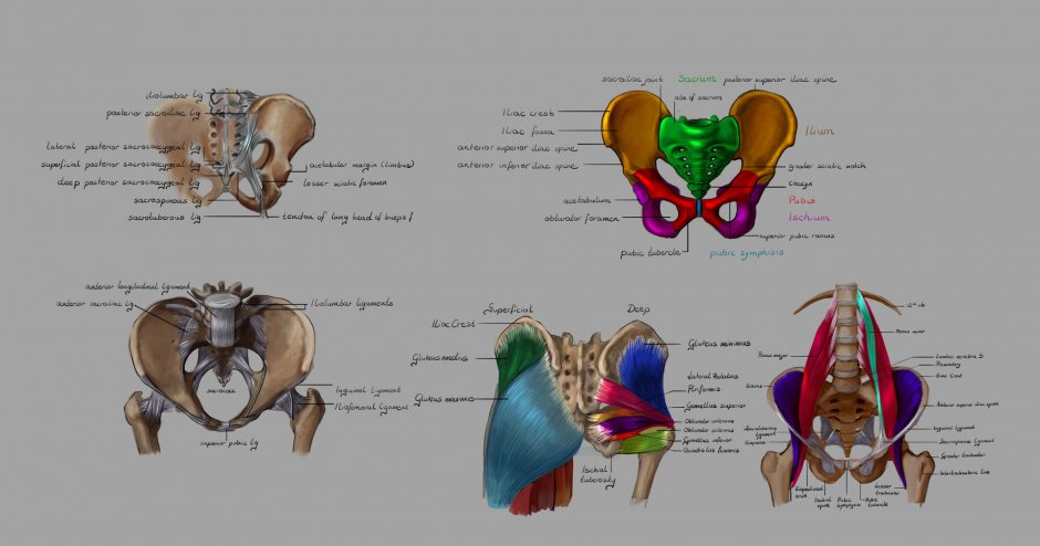 Pelvis Nude Porn Photo