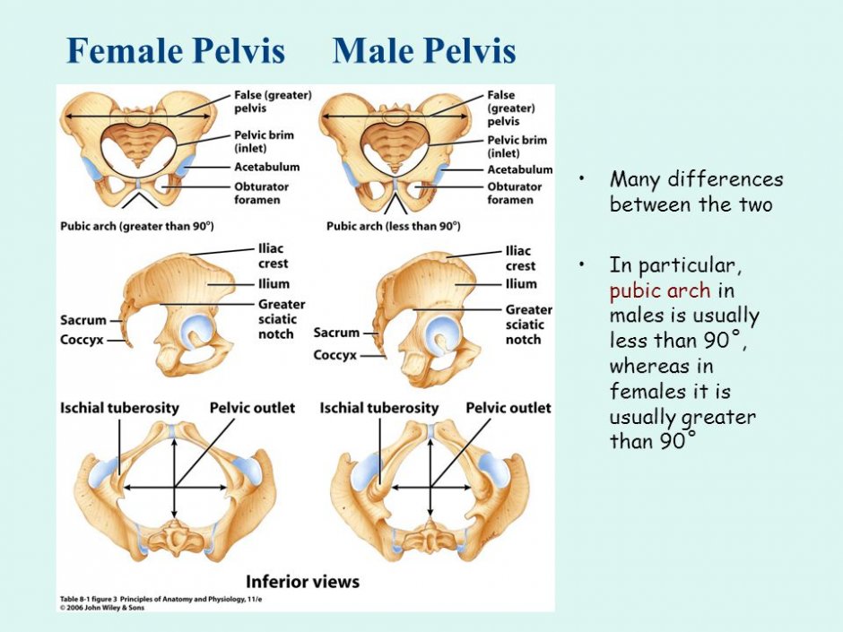 Pelvis Nude Porn Photo