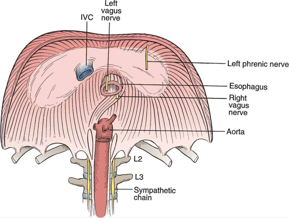 Innervation of VAGUS NERV