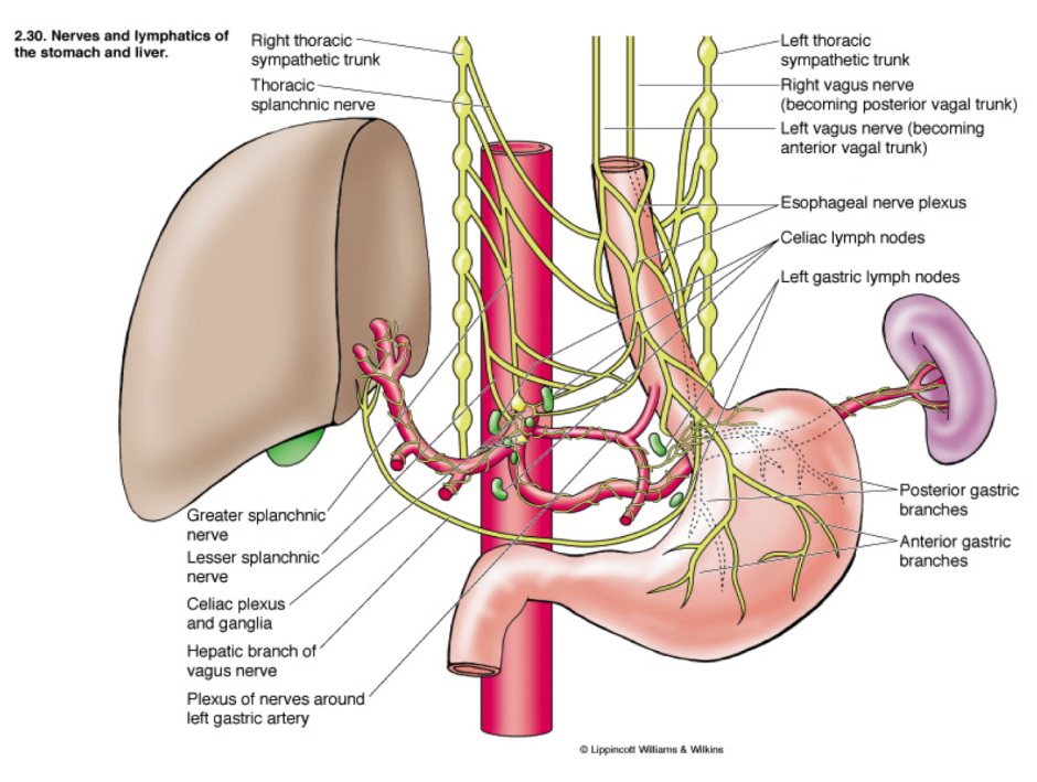 Nervous vagus wandering nerve