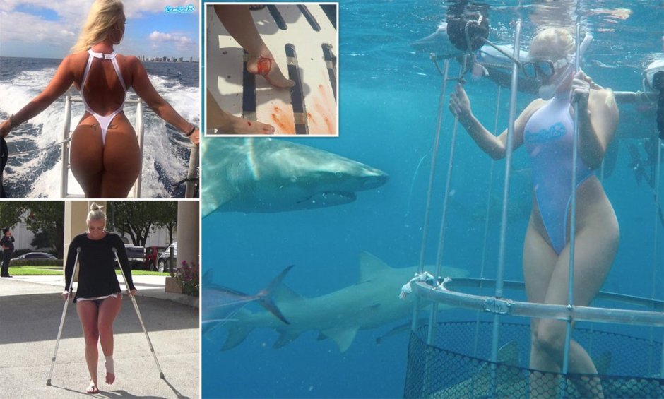 Molly Cavalli Shark