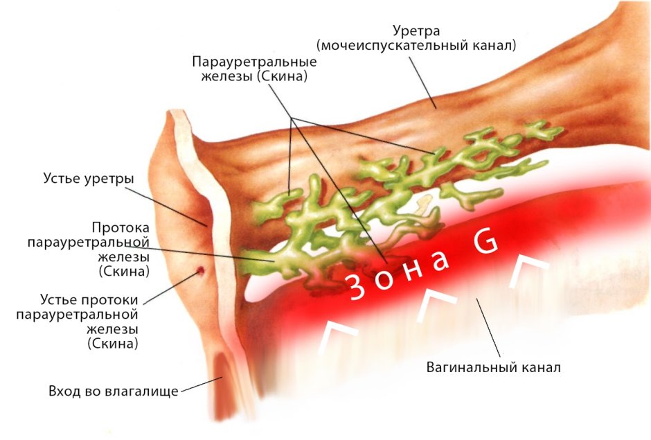 Postpartum discharge