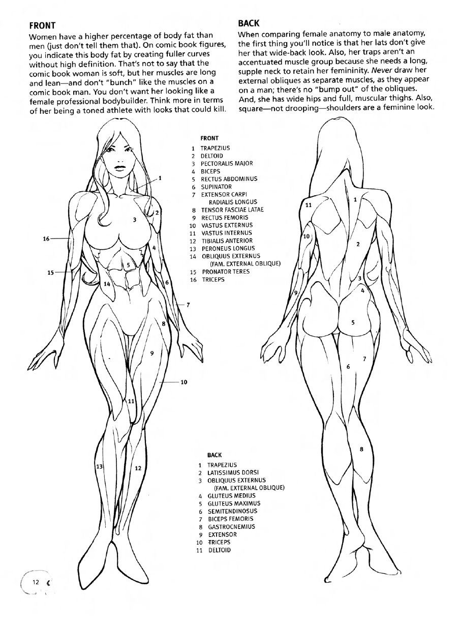 Anatomy of the body of the girl (body proportions)