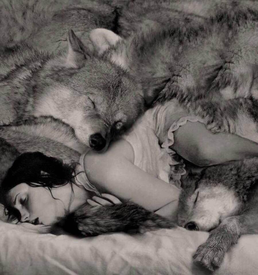 In the arms of the wolf