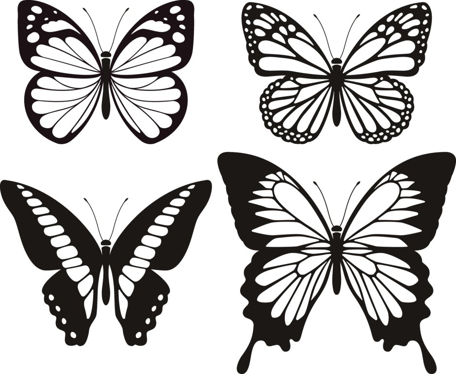 Butterfly vector silhouette