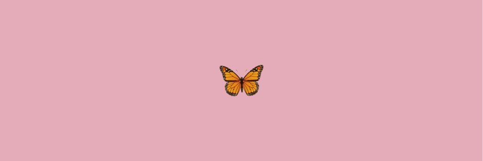 Butterfly on a pink background of aesthetics