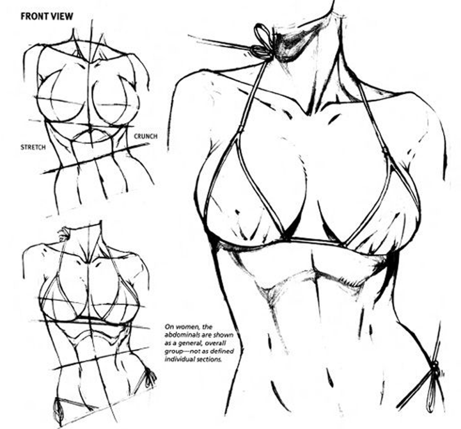 Breast anatomy for drawing