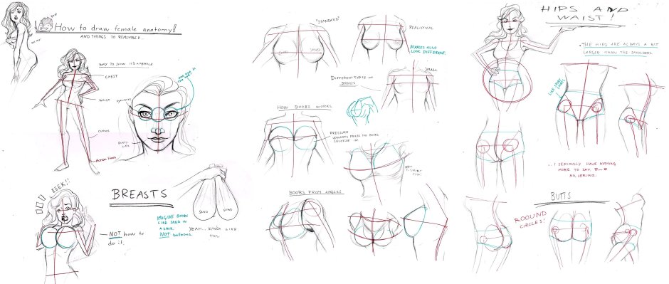 Anatomy of the female breast reference