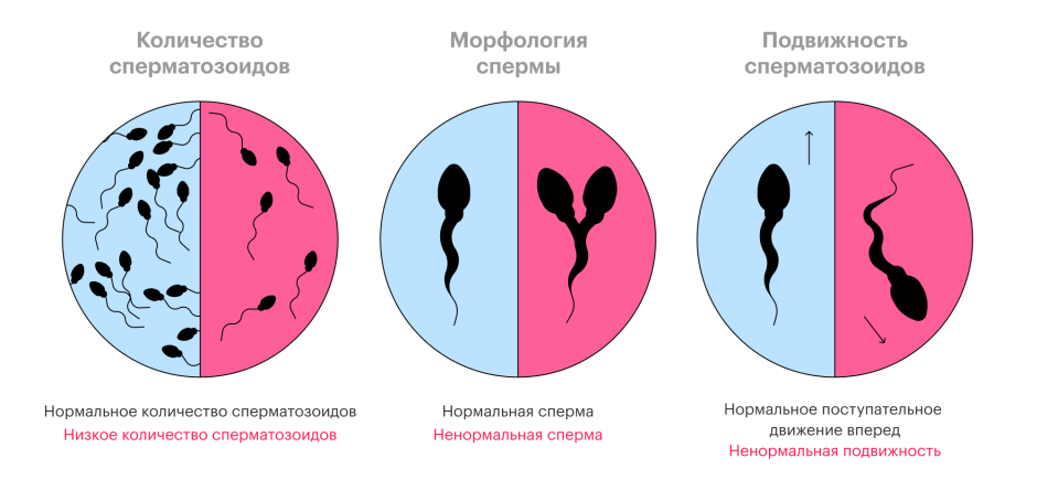 The number of sperm