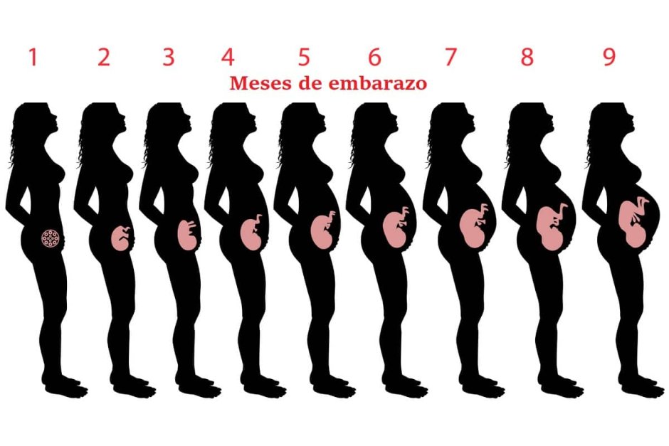 Stages of pregnancy