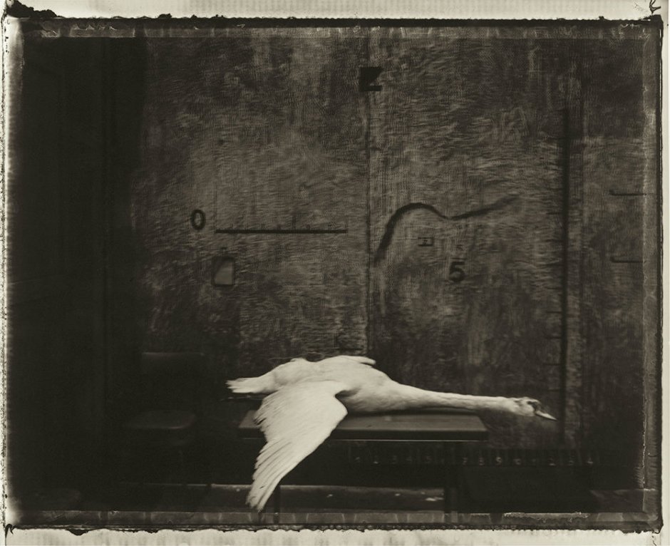Sarah Moon