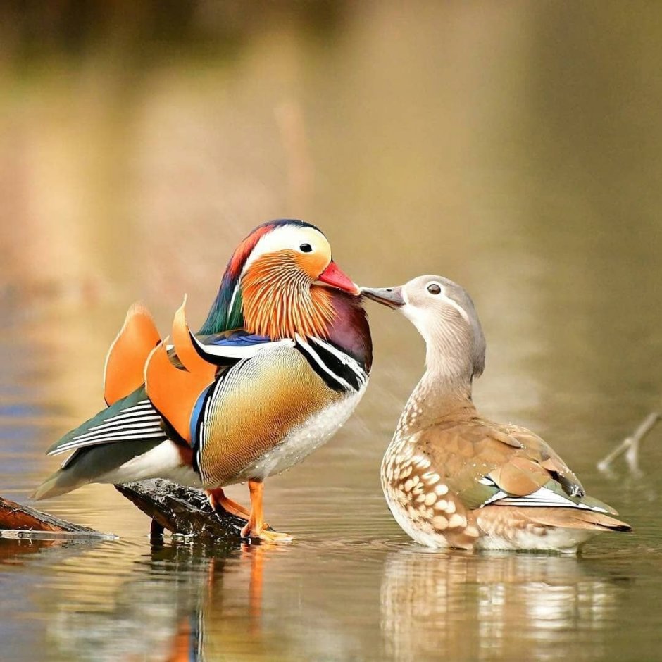 Duck mandarin