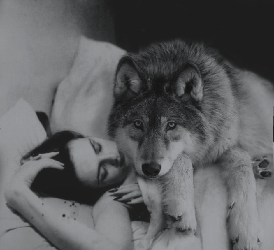 Strokes the wolf