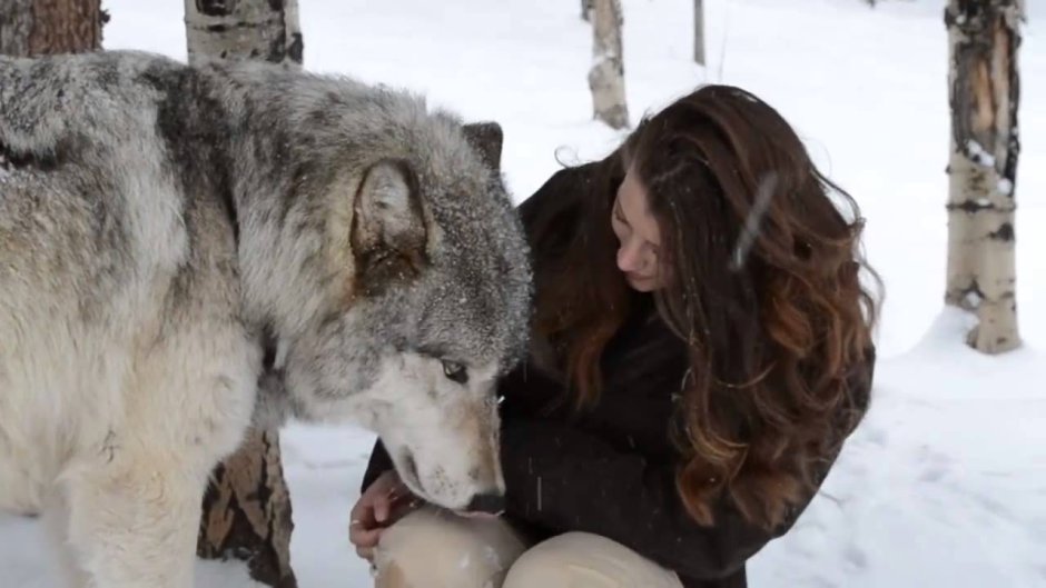The wolf licks