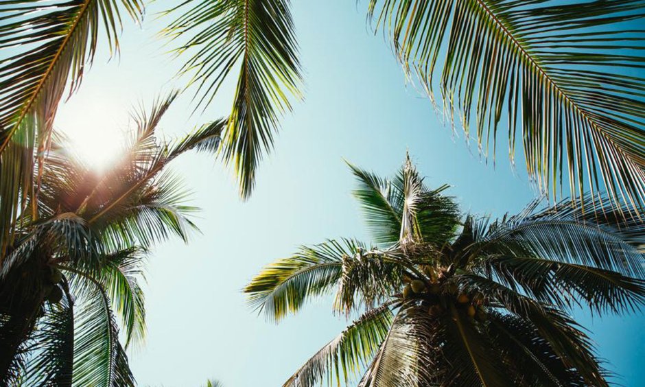 Palm trees on the background of the sea and the sky