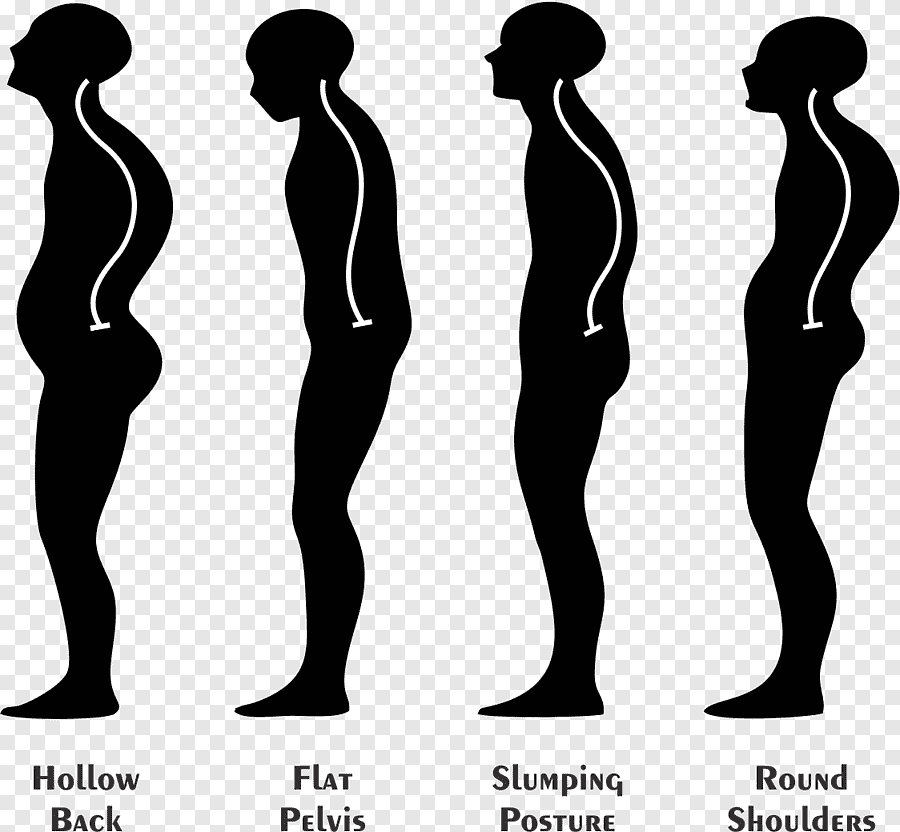 Hip bone drawing