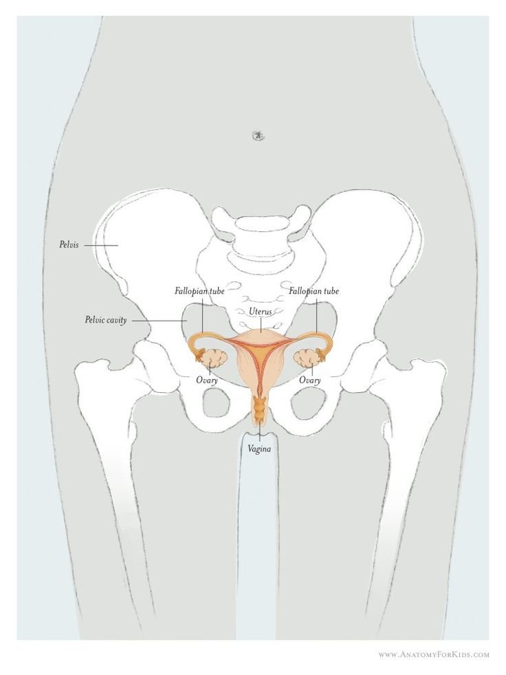 Linea Terminalis Pelvis