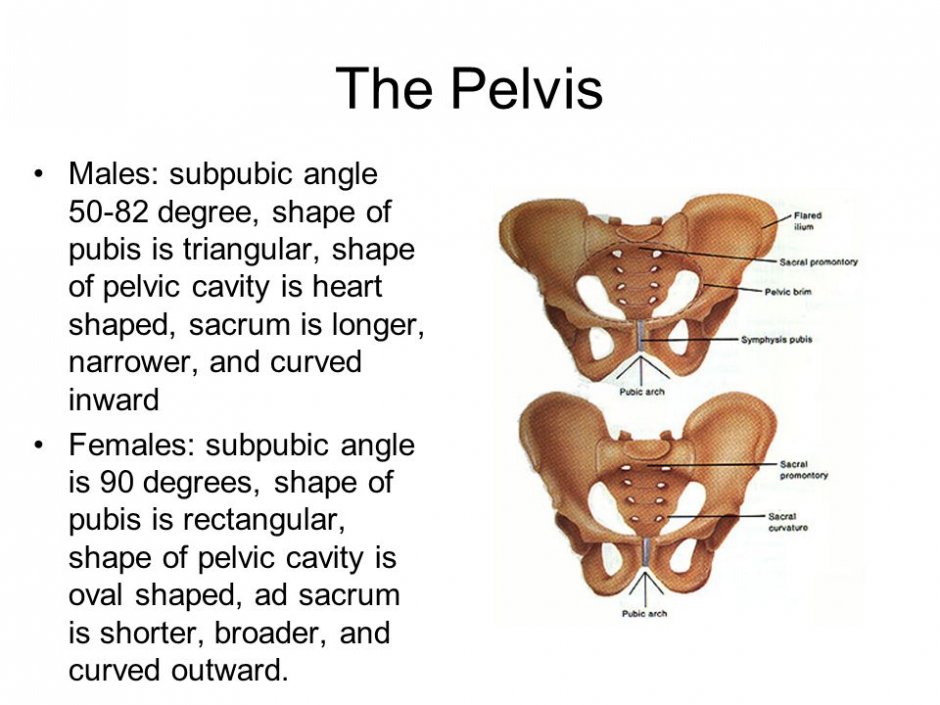The Female Pelvis Divisions