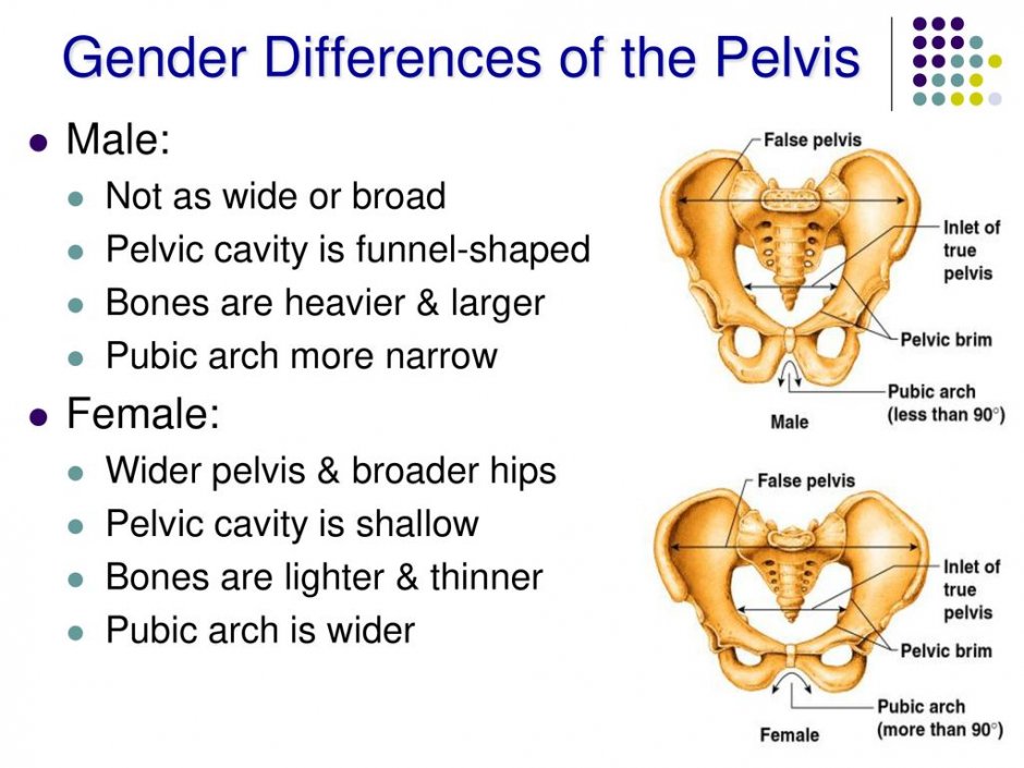 Ischium Latin