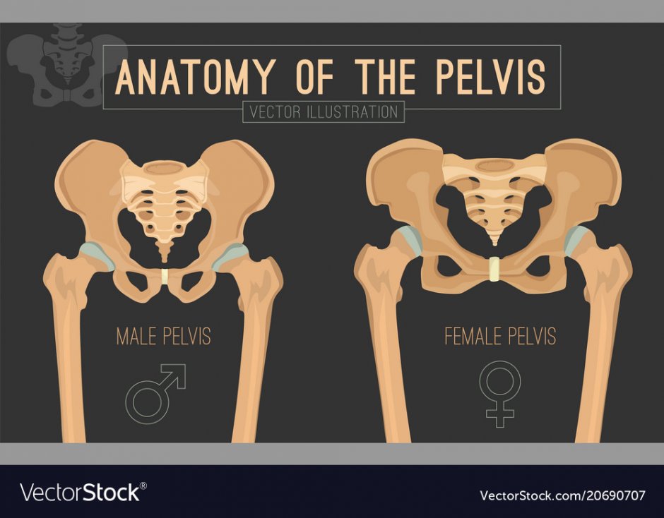 Pelvis anatomy
