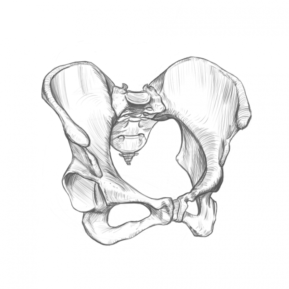 The pelvic bones of a woman