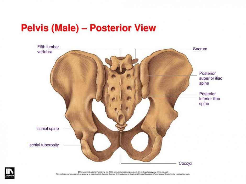 Pelvis Latin