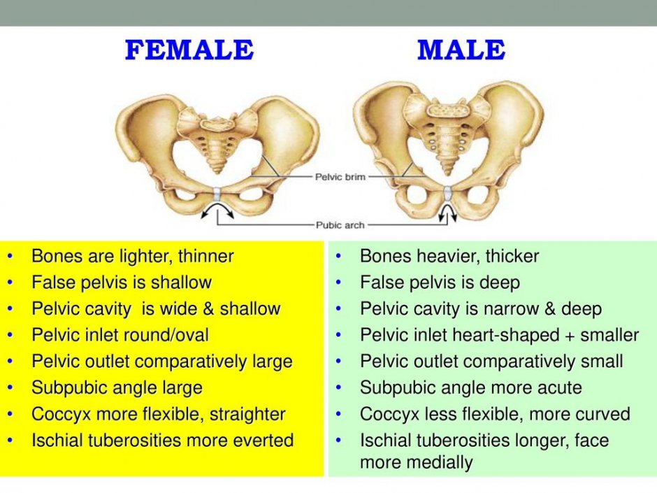 Reproductive system of girls