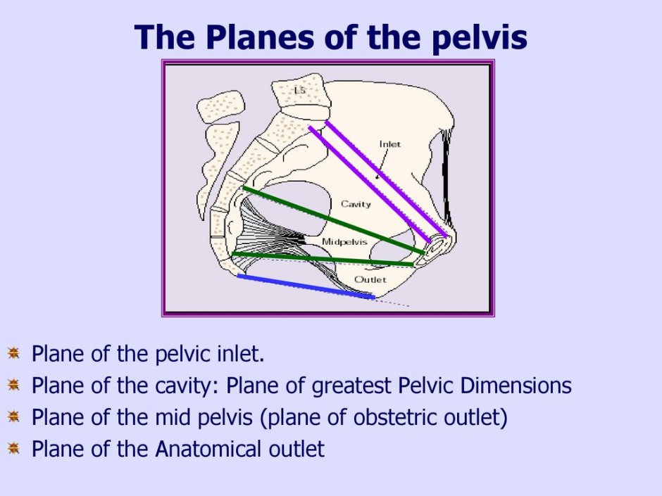 Pelvis translation