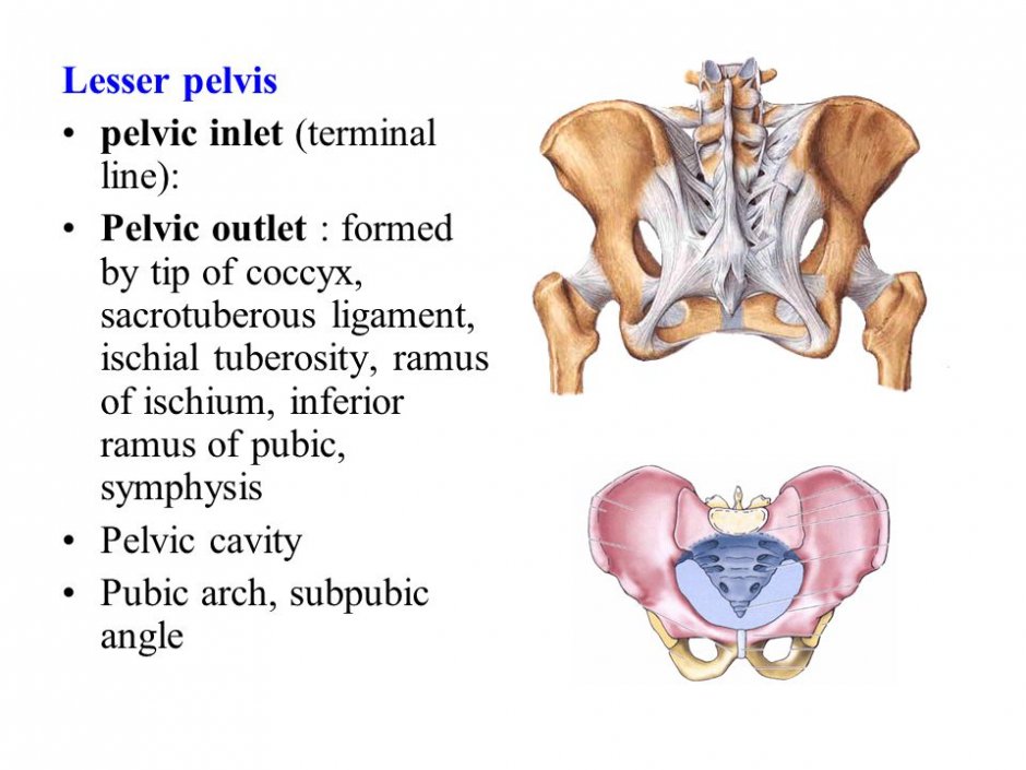 Pelvis Latin