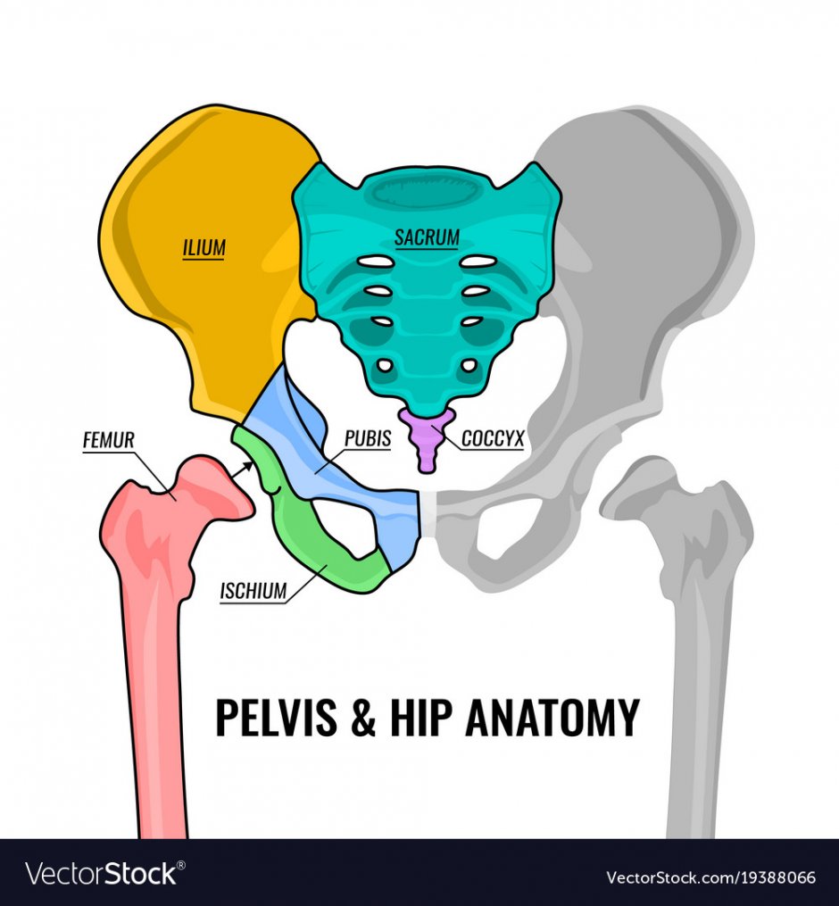Pelvis Atlas