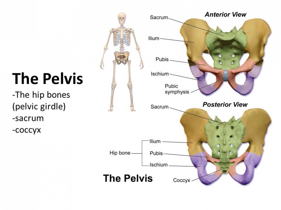 Pelvis sizes
