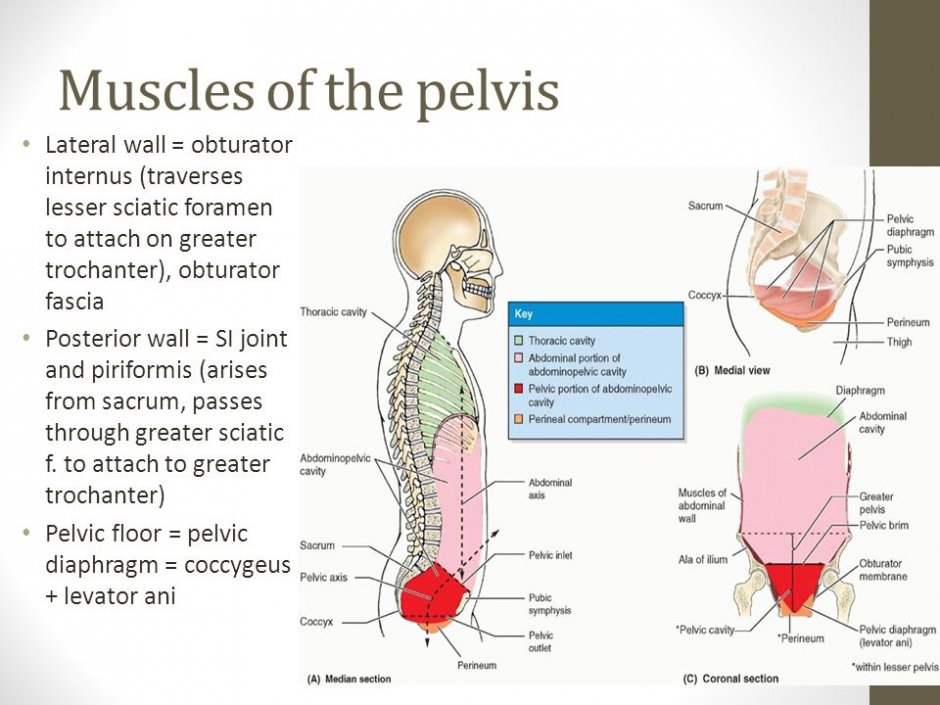 Planes of Pelvis