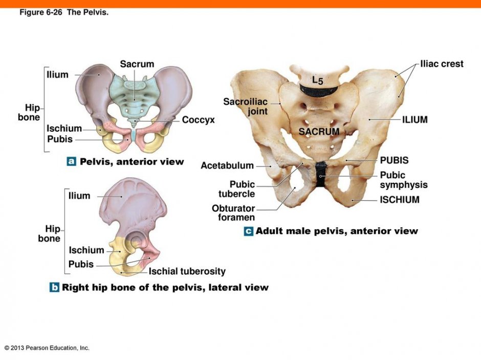 Posterior Pelvic