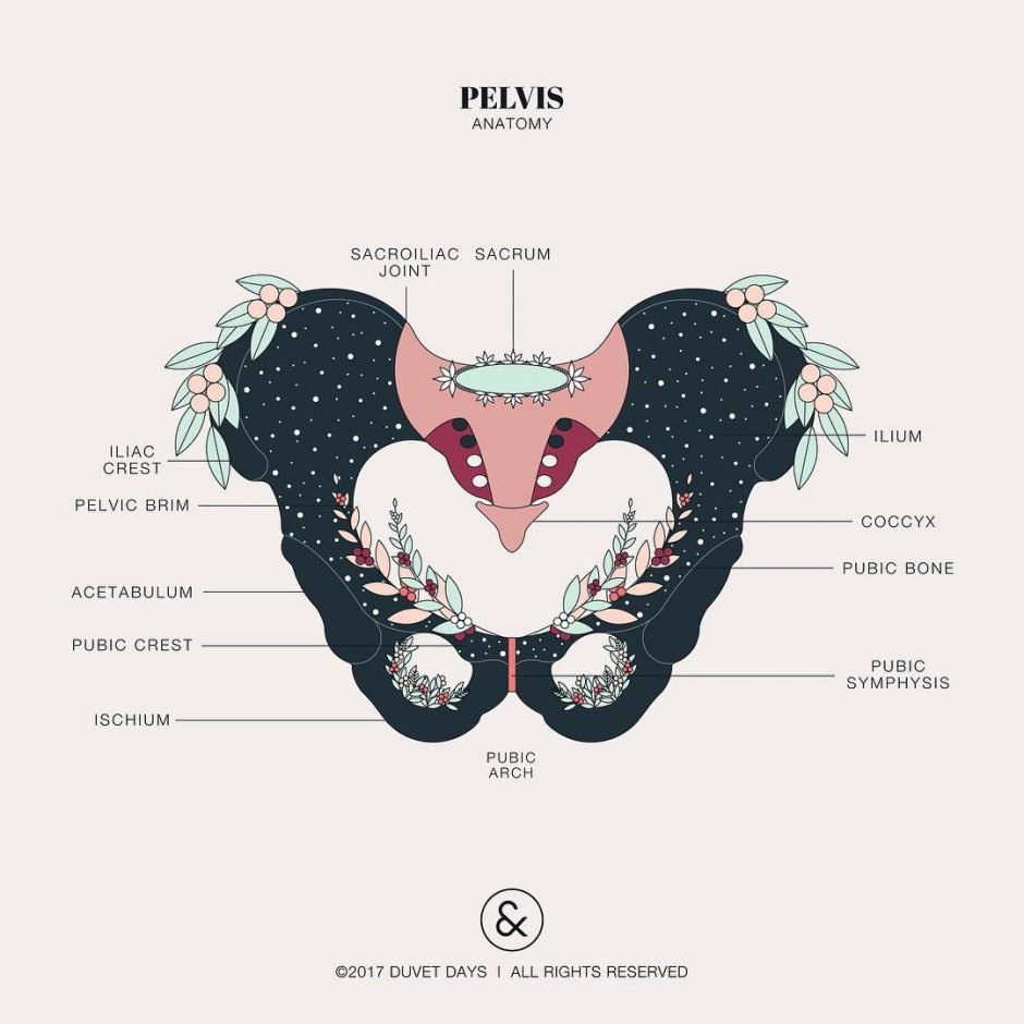 Pelvic clock