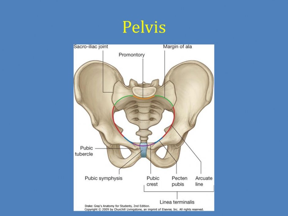 Pelvic Line