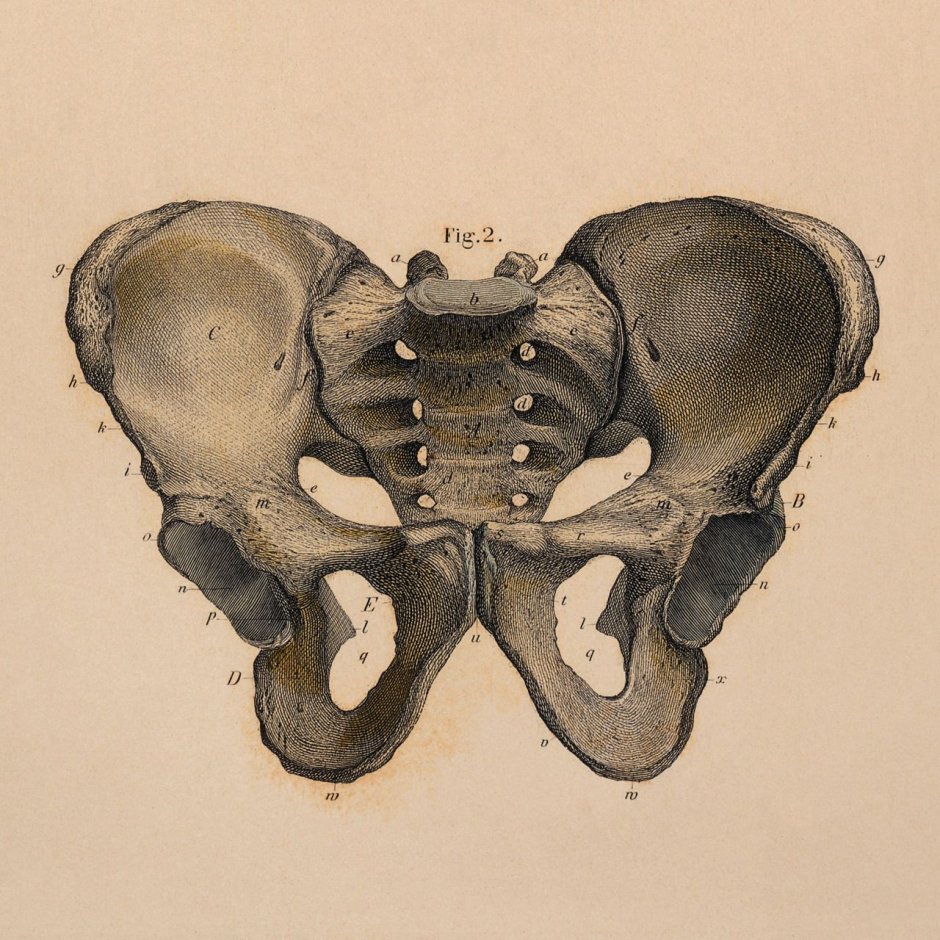 Cavitas Pelvis