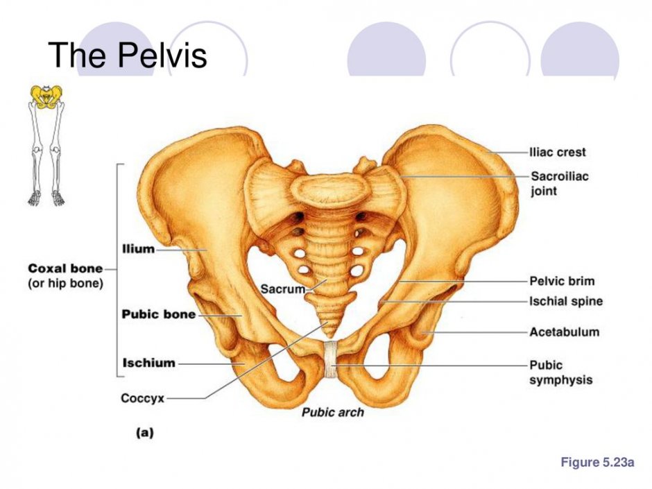 Male Pelvis