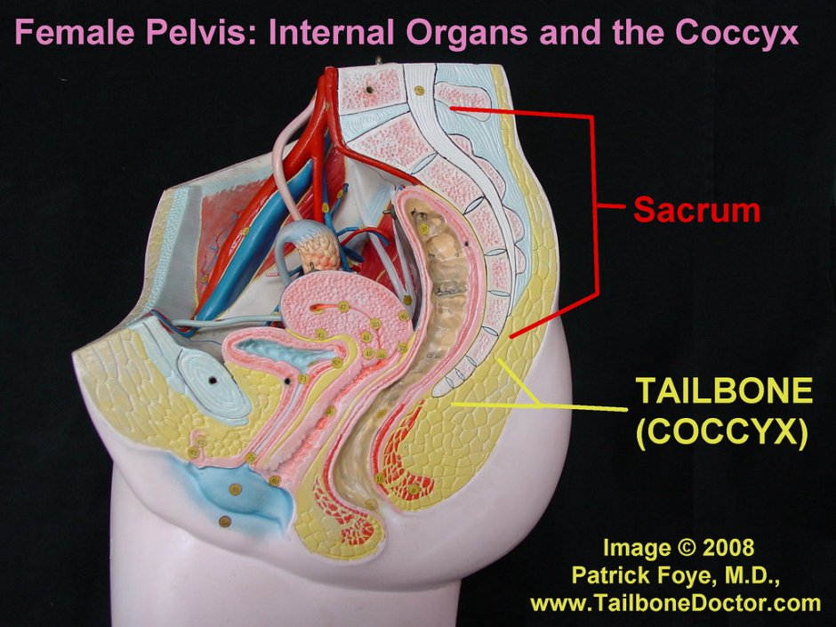 Pelvis transcription