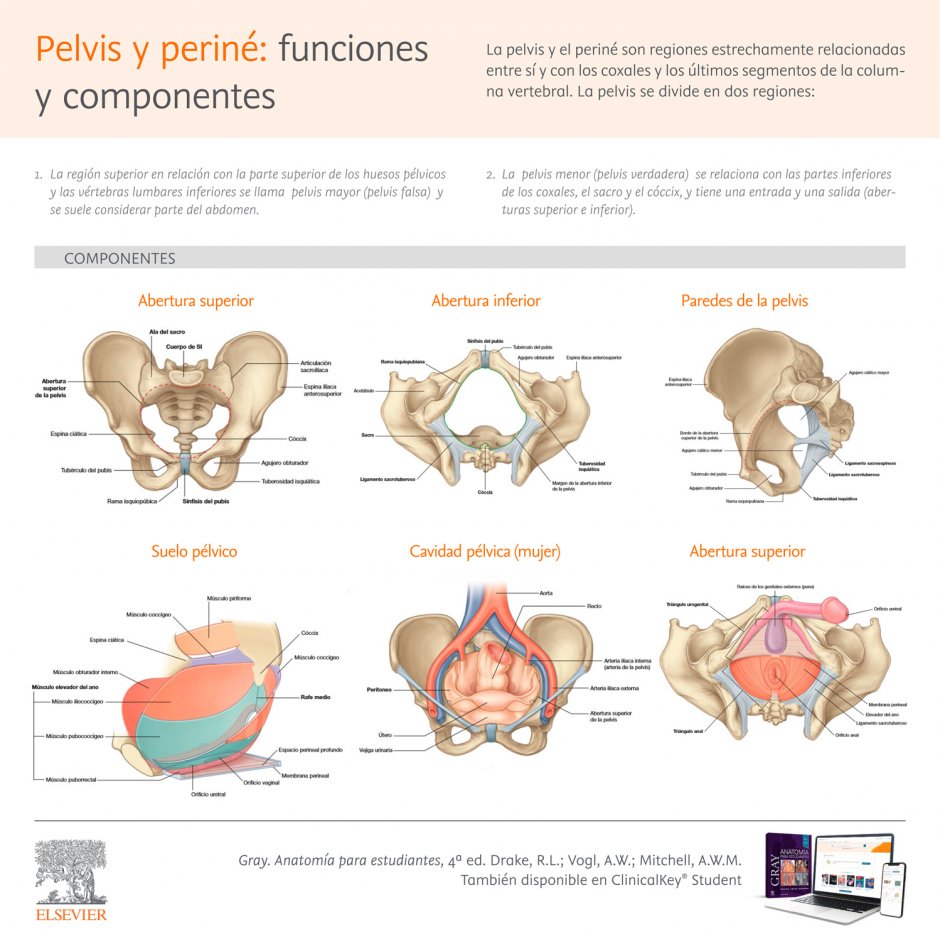 Pelvica Latin