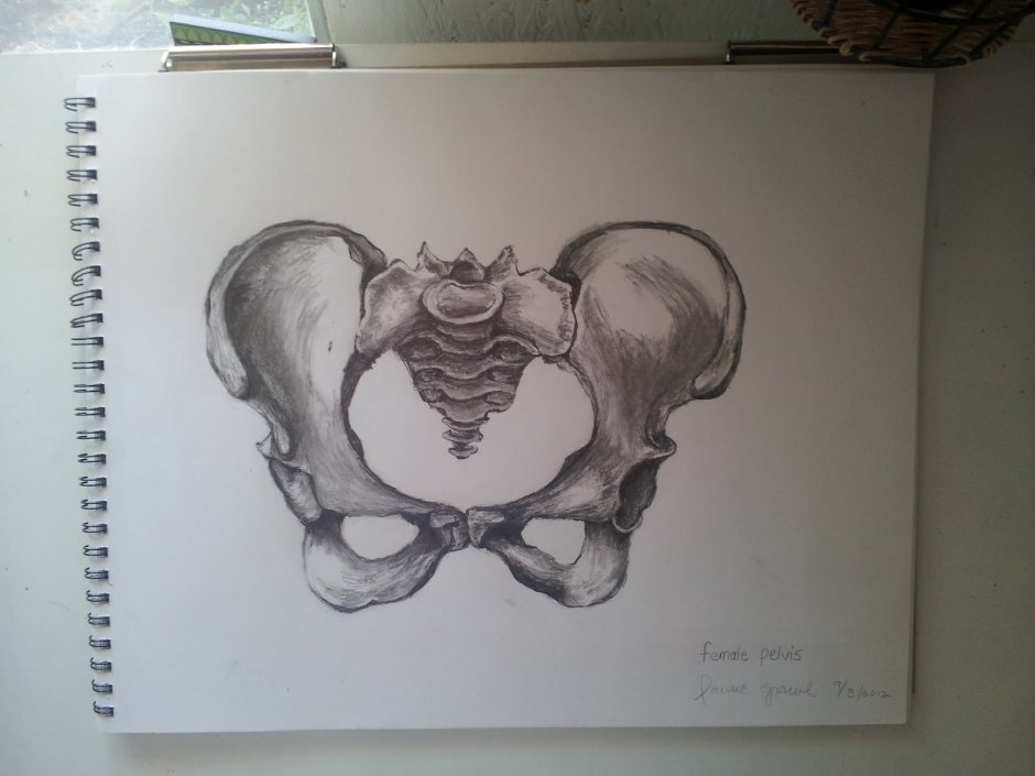 The structure of the female pelvis