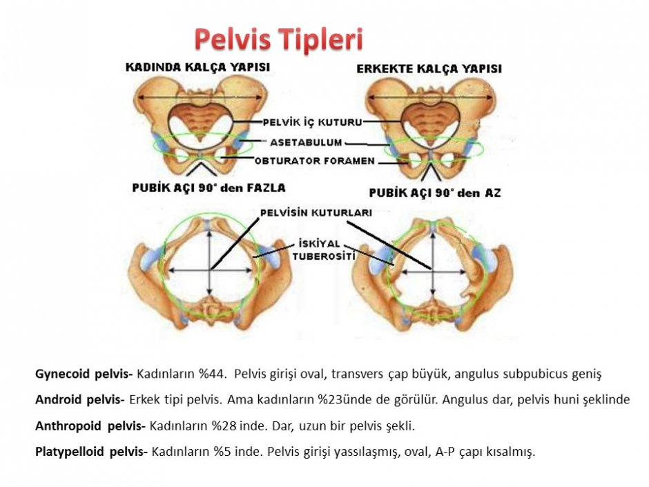 Bony Pelvis Brim