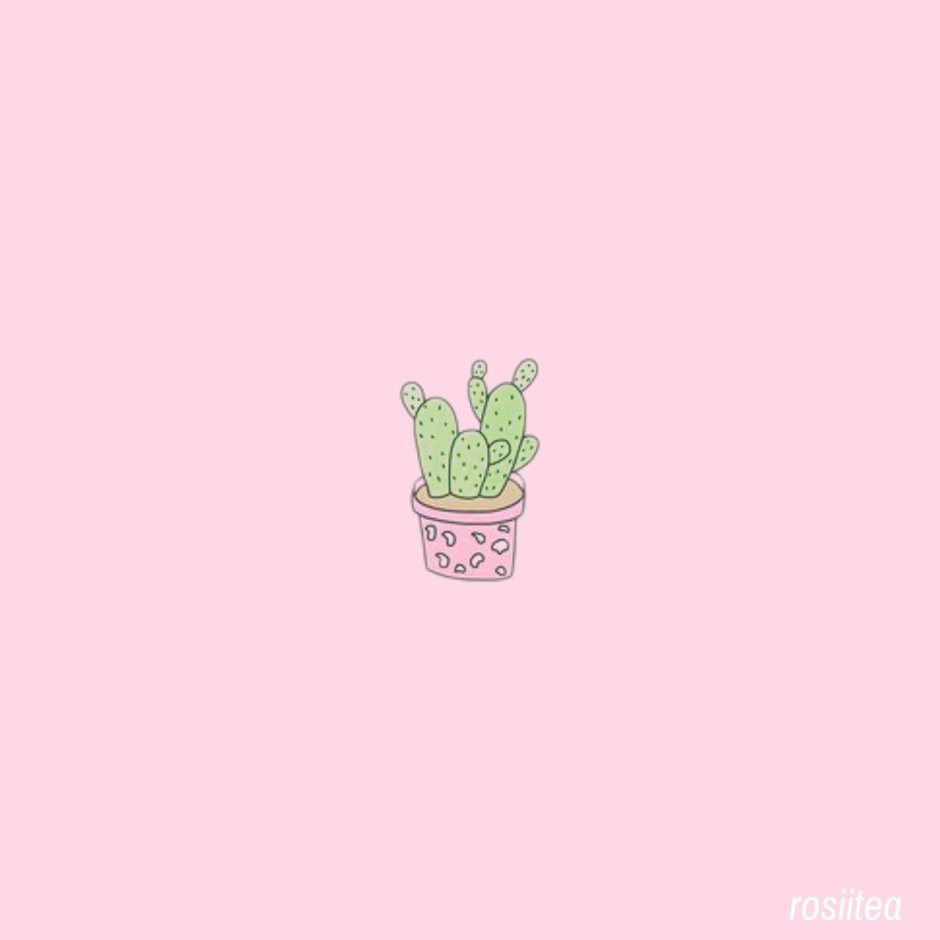 Cactus on a pink background