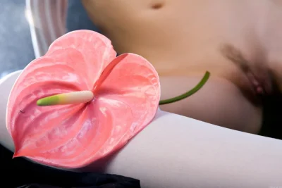 Антуриум розовый