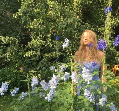 Дельфиниум многолетний