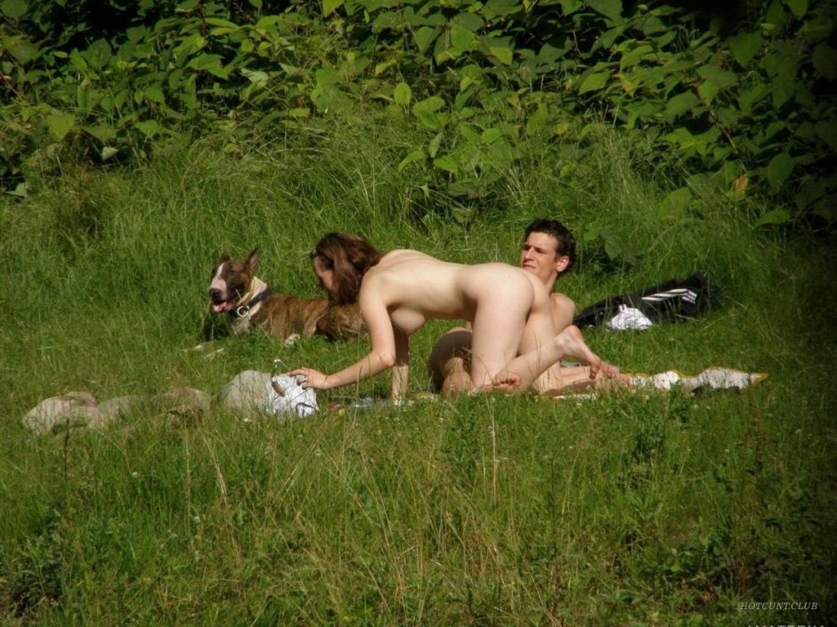 Бультерьер собака