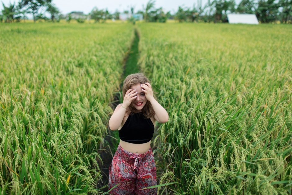 Рис на поле