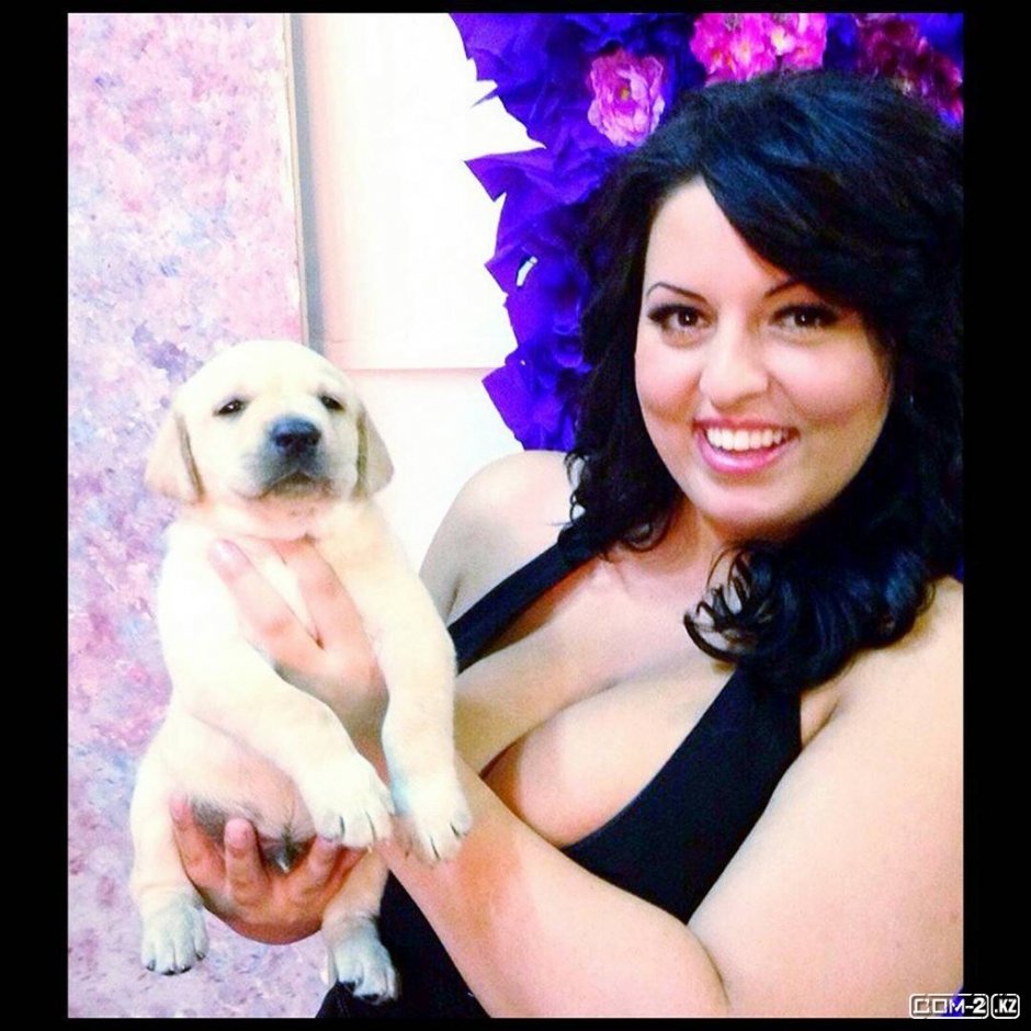 Лабрадор белый щенок