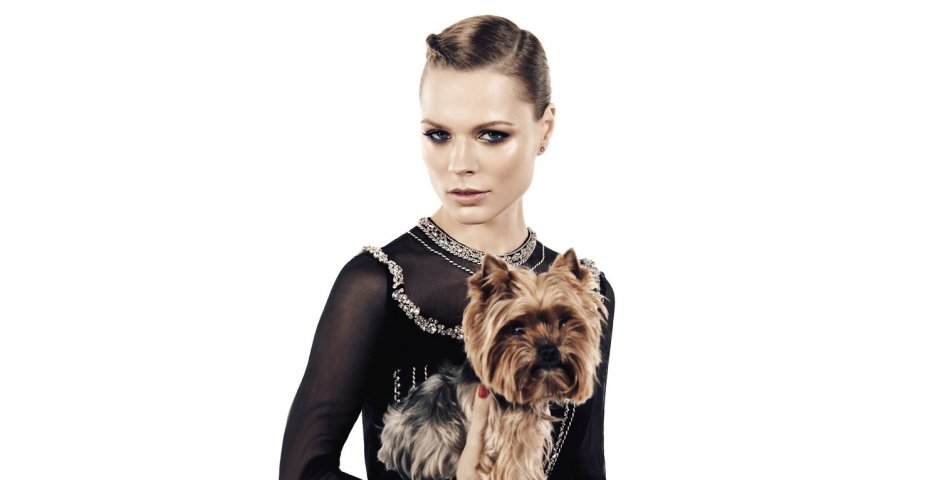 Йоркширские терьеры