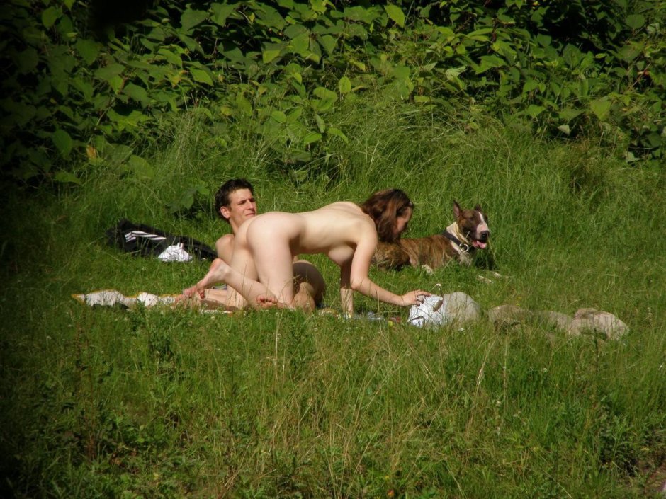 Собака бультерьер