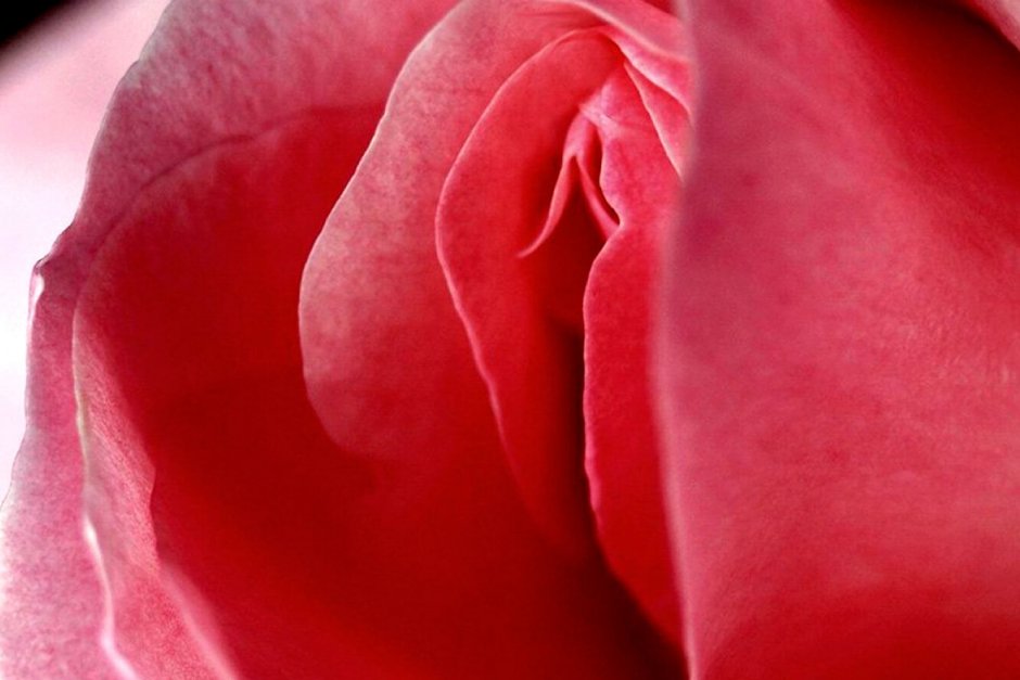 Цветок похожий на женские органы